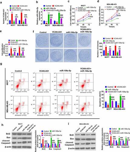 Figure 3. Effects of VCAN-AS1 and miR-106a-5p on BC cell proliferation and apoptosis