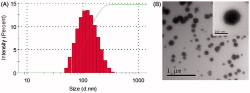 Figure 4. DLS analysis revealed the particle size of F68–CUR conjugate micelles with the copolymer concentration at 1 mg/mL (A). The TEM imaged the morphology of F68–CUR conjugate micelles (B).