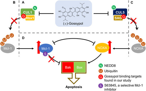 Figure 1 Gossypol targets both cullin neddylation and Bcl-2 family proteins. Our study uncovered the inhibitory effect of gossypol against the neddylation of CUL1/CUL5 (A), blocking the degradation of MCL-1 (B) and NOXA (C), two reported substrates of CUL1 and CUL5, respectively. Consequently, MCL-1 and NOXA proteins were accumulated, but the opposite effects of pro-survival (by MCL-1) or pro-apoptosis (by NOXA) compromise the anti-cancer activity of gossypol. The rational combination of gossypol and MCL-1 inhibitor significantly sensitized multiple lines of cancer cells to gossypol, providing a mechanism-based strategy of drug combination for enhanced efficacy (D).