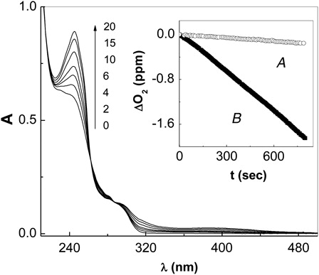 Figure 1. Spectral changes 0.1 mM amoxicillin + Rose Bengal (A549 = 0.5) vs. Rose Bengal (A549 = 0.5) upon visible-light photoirradiation, in aqueous solution at pH 10. Numbers represent irradiation time in min. Inset: Oxygen uptake in the visible-light irradiation by amoxicillin (0.5 mM) upon Rose Bengal-sensitized photooxidation (A) pH 7.4; (B) 10.