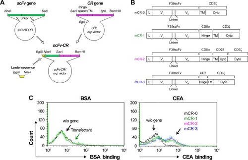 Figure 1 Functional expression of CAR in Jurkat cells.