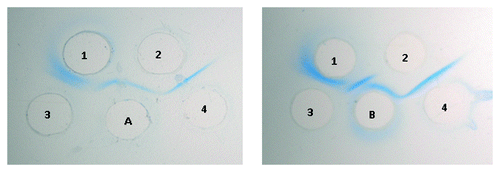 Figure 3. Double Immunodiffusion of conjugates against anti-OSP and anti-DT sera. Wells A and B: S. Paratyphi A OSP-AH-DT conjugate and S. Paratyphi A OSP-DT conjugate (100 μg each) respectively. Wells 1 and 2: Anti-OSP and anti-DT (15 μl each) respectively. Wells 3 and 4: S. Paratyphi A OSP and DT (100 μg each) respectively.