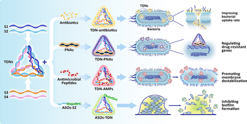 Figure 3 Schematic illustration of antibacterial applications of TDN-based delivery systems. Antibacterial agents, such as antibiotics, asPNA, AMPs, and ASOs, can be modified into TDN through intercalation and sticky-end hybridization methods. The resulting TDN-based nanoplatform is capable of inhibiting multiple bacterial strains through several mechanisms, including enhancing the uptake rate of antibiotics, preventing their efflux, promoting membrane destabilization, regulating bacterial transcription, and inhibiting biofilm formation.