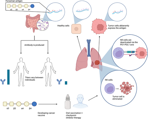 Figure 1. Visual summary of a simplified version of the proposed mechanism by which tumor-associated carbohydrates mechanistically link the gut microbiome and response to immune checkpoint inhibitor treatment in cancer. Tumor cells aberrantly express various glycolipid antigens, such as the Forssman antigen. Humans often produce antibodies against such blood type glycolipid antigens, and these antibodies are expected to produce an anti-cancer immune reaction, which may be turned off by e.g. The activation of the PD-L1/PD-1 axis by tumor cells. Anti-Forssman antibody levels, however, are significantly influenced by the presence or absence of cross-reacting gut bacteria and show a significant range of variation in the population. Patients with low antibody titers would have limited anti-tumor immune reaction but patients with high antibody titers may have a potentially therapeutic anti-tumor immune reaction, which may be turned off by the PD-1/PD-L1 pathway but can be reactivated by appropriate immune checkpoint inhibitor therapy. Boosting the levels of anti-Forssman antibody titers by vaccination, therefore, may increase the efficacy of checkpoint inhibitor therapy.