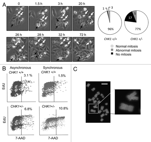 Figure 2. CHK1-haploinsufficient, p53-mutant human cells bypass mitosis and undergo whole genome endoreduplication. (A) Sequential images of CHK1+/+ and CHK1+/- DLD-1 cells expressing a histone H2B-GFP fusion protein were captured by time lapse fluorescence microscopy. Black arrows indicate cells undergoing mitosis. White arrows track cells that fail to condense chromatin during the experiment. The fates of histone H2B-GFP expressing cells tracked over 72 h were scored (n > 90). (B) Incorporation of EdU in asynchronous cells or in cells synchronized in S-phase. (C) Representative image of diplochromosomes found in metaphase spreads of CHK1+/- cells. Bar, 10 μm.