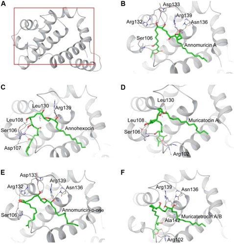 Figure 2 Binding interactions of acetogenins in the active site of Bcl-Xl (3ZLR).