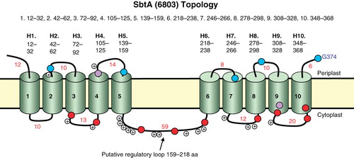Figure 1. Topology map of the Na+-dependent HCO3 - transporter, SbtA, from Synechocystis PCC6803. Experimentally determined phoA/lacZ mapping positions are shown as black (internal), mid-grey (TMH located) or light grey (external) based on the scored locations in Table II (primarily based on AP/BG enzyme assay ratios); in the online version these are shown as blue, purple and red, respectively. The positions of positive charges on the inter-helical loops are also shown. This Figure is reproduced in colour in the online version of Molecular Membrane Biology. In addition, a Supplementary residue-based Figure (Supplementary Figure 1) is also provided online.