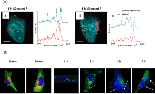 Figure 4 Cellular uptake analysis of the drug delivery systems based spontaneous RS. (A) Raman images of two distinct cell types incubated with NPs for different durations: i) 1 hour and ii) 3 hours, are presented alongside their respective spectral information, plotted in iii) and iv), respectively. The distribution of the nanoparticles is visualized in red. Scale bars represent 10 μm. Reproduced from Yildirim T, Matthäus C, Press AT et al. Uptake of Retinoic Acid‐Modified PMMA Nanoparticles in LX‐2 and Liver Tissue by Raman Imaging and Intravital Microscopy. Macromolecular bioscience. 2017;17(10):1700064. © 2017 WILEY-VCH Verlag GmbH & Co. KGaA, Weinheim.Citation71 (B) Raman imaging of individual cells after incubation with nanoparticles conducted over specific time periods. Blue: cell body and nuclei, green: membrane-rich organelles, yellow: early endocytic vesicles, red: the nanoparticles, and arrows: intracellular aggregation points of the targeted polymeric systems. Reproduced from Chernenko T, Buyukozturk F, Miljkovic M, Carrier R, Diem M, Amiji M. Label-free Raman microspectral analysis for comparison of cellular uptake and distribution between nontargeted and EGFR-targeted biodegradable polymeric nanoparticles. Drug delivery and translational research. 2013;3(6):575–586. Springer Nature.Citation72