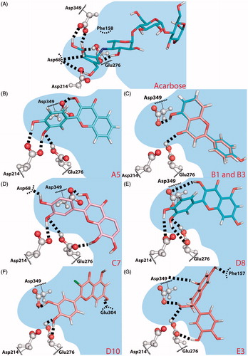 Figure 3. Predicted binding poses for acarbose (A) and flavones A5 (B), B1 and B3 (C), C7 (D), D8 (quercetin) (E), D10 (F) and E3 (taxifolin) (G). Hydrogen bonds are represented by dashed lines. (B) B1 is coloured salmon and B3 light blue. The residues that establish the most relevant interactions are also shown. Asp214 and Glu276 are the catalytic residues that participate in the hydrolysis reaction. Asp349 is also a conserved residue.