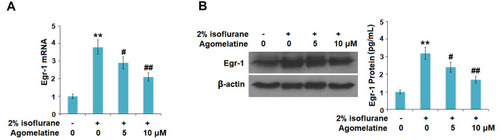 Figure 8 Agomelatine reduced isoflurane-induced expression of the transcriptional factor Egr-1. Cells were treated with 2% isoflurane in the presence or absence of agomelatine (5, 10 μM) for 24 h. (A) mRNA of Egr-1 as measured by real-time PCR (N=5). (B) Protein of Egr-1 as measured by Western blot analysis (N=5, **, P<0.01 vs control group; #, ##, P<0.05, 0.01 vs isoflurane group).