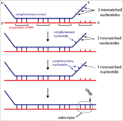Figure 1. Base-triplet organization of RS-DNA. Model depicting the base triplet pairing interactions that take place between the presynaptic ssDNA (red) and complementary dsDNA (blue) molecule (the non-complementary dsDNA is omitted for clarity). Stable base triplet interactions are only detected if 3 contiguous nucleotides within the dsDNA are complementary to the presynaptic ssDNA. Additional details are presented in the text, and references.Citation18,19