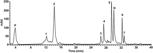 Figure 1. HPLC-DAD chromatogram of phenolics of the methanol extract from the fruit of Solanum lycopersicum var. cerasiforme accession Kilim. Similar profiles with quantitative variations were obtained for the other accessions. Peaks were identified as caffeoyl hexose I (1), chlorogenic acid (caffeoylquinic acid) (2), rutin pentoside (3), rutin (4), dicaffeoylquinic acid (5), tricaffeoylquinic acid (6), and nonidentified (7). Protocatechuic acid (P) and daidzein (D) were used as internal standards of phenolic acids and flavonoids, respectively.Figura 1. Cromatograma HPLC-DAD de fenólicos del extracto metanólico del fruto de la accesión Kilim de Solanum lycopersicum var. cerasiforme. Todas las accesiones mostraron perfiles similares con variaciones cuantitativas. Los picos fueron identificados como cafeoil hexosa I (1), ácido clorogénico (ácido cafeoilquínico) (2), rutín pentósido (3), rutina (4), ácido dicafeoilquínico (5), ácido tricafeoilquínico (6), y no identificado (7). El ácido protocatecuico (P) y daidzeina (D) fueron usados como estándares internos de ácidos fenólicos y flavonoides, respectivamente.