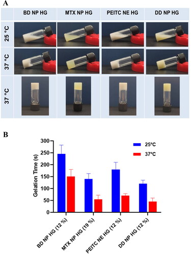 Figure 3. Sol-gel phase transition characteristics and determination of gelation time (A). Representative image of the sol-gel phase transition characteristics of different hydrogel formulations (BD NP HG, MTX NP HG, PEITC NE HG, and DD NP HG ). Phase transition with an increased temperature. (B). The gelation time of the different hydrogel formulations (BD NP HG, MTX NP HG, PEITC NE HG, and DD NP HG) was measured at 25 °C and 37 °C. Data shown in mean ± SD (n = 3).