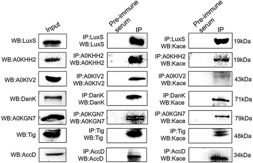 Figure 4. Validation by combining immunoprecipitation with Western blotting using anti-acetyl lysine antibodies. Left panel: Western blot analysis of target nine proteins. Middle panel: Western blot analysis for the Co-IP of whole-cell proteins with rabbit antisera to the nine proteins serving as a primary antibody and pre-immune serum used as the normal IgG. Right panel: Western blot of Co-IP samples using primary anti-acetyl lysine antibodies. The Kace represents lysine acetylation.