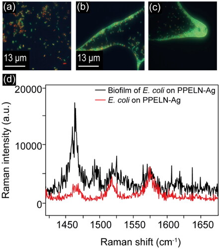 Figure 3. Fluorescence images of E. coli (a) bacteria and (b, c) biofilm on PPELN-Ag. (d) SERS spectra from E. coli bacteria (incubation for 10 minutes) and biofilm (incubation for 25 hours).