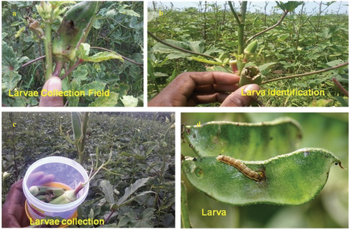 Figure 3. Collection of H. armigera from around Mayiladuthurai district.