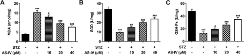 Figure 3 AS-IV reduces STZ-induced oxidative stress in INS-1 cells. (A) Lipid peroxidation, (B) superoxide dismutase activity and (C) GSH/GSSG Ratio were determined using corresponding kit. The normal INS-1 cells without STZ and AS-IV treatment were served as control. ***P<0.001 vs control; #P<0.05, ##P<0.01, ###P<0.001 vs STZ+ AS-IV.