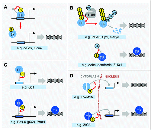 Figure 2. SUMO controls levels of chromatin-associated TFs through diverse mechanisms. (A) Some TFs are sumoylated specifically when bound to DNA during active transcription of target genes, and the modification acts to promote their clearance from DNA, thereby restricting gene expression. (B) STUbLs associate with polysumoylated targets, which results in their ubiquitination and degradation through the 26S proteasome (upper panel). In other cases, TF sumoylation interferes with subsequent ubiquitination, often through competition for target Lys residues, thereby preventing degradation of the target (lower panel). Encircled Ub represents ubiquitin. (C) For many TFs, SUMO has a more direct role in regulating the association with chromatin by inhibiting (upper panel) or promoting (lower panel) their DNA-binding activities. (D) Sumoylation regulates the subcellular localization of TFs, either inhibiting (upper panel) or promoting (lower panel) nuclear retention, or targeting TFs to specific nuclear regions (not depicted). Examples for each scenario, as described in the text, are listed below each panel. The consequences of sumoylation on the association of TFs with chromatin is shown on the right of each panel, with the empty DNA symbol indicating that sumoylation reduces the association, and DNA depicted with a TF indicating that sumoylation promotes the association. Bent arrows represent transcriptional start sites situated downstream of TF binding sites.