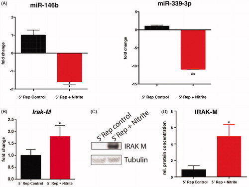Figure 5. Nitrite treatment is associated with reduced miR-146b and miR-339-3p expression and increased Irak-M transcript and expression level. (A) The levels of miR-146b and miR-339-3p expression were evaluated by real-time quantitative reverse transcription polymerase chain reaction (real-time qRT-PCR) and normalized to sno135. (B) Irak-M transcript level was detected by real time qRT-PCR and normalized to GAPDH transcripts. (C) The protein level of IRAK-M was examined by immunoblotting and tubulin was set as internal control for sample loading. (D) Intensities of IRAK-M bands were normalized to tubulin. Data are presented as mean ± SD (A, B) and SEM (C); n = 4–7; *p < 0.05, **p < 0.01.