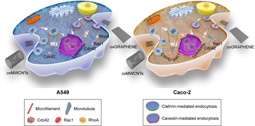 Figure 9 A schematic representation of oxMWCNTs and oxGRAPHENE endocytic pathways in A549 and Caco-2 cells.Abbreviation: MWCNTs, multi-walled carbon nanotubes.