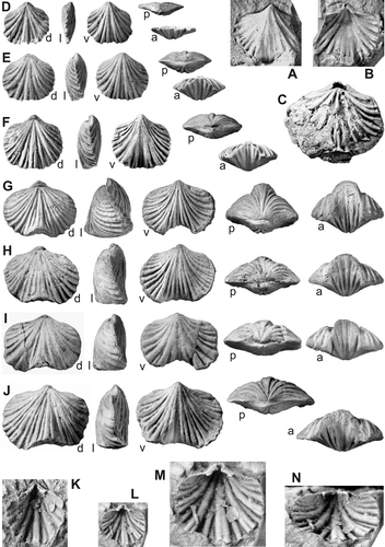 Fig. 14. Spirigerina mitchelli sp. nov. A, B, AMF28570, ventral internal mould and latex replica. C, CPC39028, partly silicified shell in dorsal view. D, paratype AMF129717, juvenile shell. E, paratype AMF29173, figured by Mitchell & Dun (Citation1920, pl. XVI, fig. 2). F, paratype AMF29171, figured Mitchell & Dun pl. XVI, fig. 3. G, holotype AMF51717, figured by Mitchell & Dun (Citation1920, pl. XVI, fig. 4). H, paratype AMF51716, figured by Mitchell & Dun (Citation1920, pl. XVI, fig. 1). I, paratype AMF29172, figured by Mitchell & Dun (Citation1920, pl. XV, fig. 16). J, paratype AMF29174, figured by Mitchell & Dun (Citation1920, pl. XVI, fig. 5). K, ANU46466, latex replica of ventral interior. L – N, ANU9720, latex replica of ventral interior in dorsal and anterodorsal views. A, B labelled ‘Bowning’, horizon uncertain; C, loc. GOU48, Yass Fm; D – J labelled ‘Limestone Creek, east of Bowning’ lower Black Bog Shale; K – N, loc. KC48, Yarwood Siltstone Member. Letters d , l , v , p , a —dorsal, lateral, ventral, posterior, and anterior views. A – J, L ×2, K, M, N ×4.
