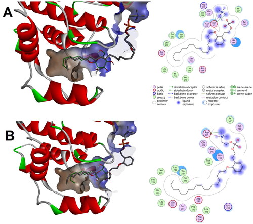 Figure 13. Predicted binding modes of compounds 1a and 1b with the closed-end conformation of ligand binding pocket of p38 MAPK (PDB code: 1zyj): (a) Calculated binding mode for compound 1a relative to the native binding mode of the co-crystallized ligand (green color); (b) Calculated binding mode for compound 1b relative to the native binding mode of the co-crystallized ligand (green color).