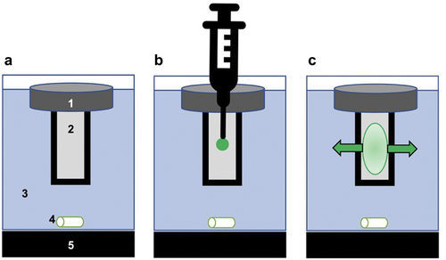 Figure 5. The Simulator of IntraMuscular Injections (SIMI) research tool. (A) A polystyrene float (1) suspends a type-I collagen and hyaluronic acid hydrogel, contained within a semi-porous cuvette (2). The hydrogel-containing cuvette is suspended in interstitial fluid (ISF)-mimicking solution, maintained at 37 ◦C, pH 7.4 (3). This ISF mimic is constantly stirred via magnetic stirring (4) to mimic ISF movement in vivo using a heated stirring plate (5). (B) Materials are injected into the centre of the hydrogel at a 90o angle relative to the surface, forming a bolus deposit. (C) Over time, injected material traverses (and interacts with) the collagen/hyaluronic acid matrix. The injected material then exits the matrix and moves across the non-specific membranes, releasing into the buffer system. Reproduced from [59] with permission.