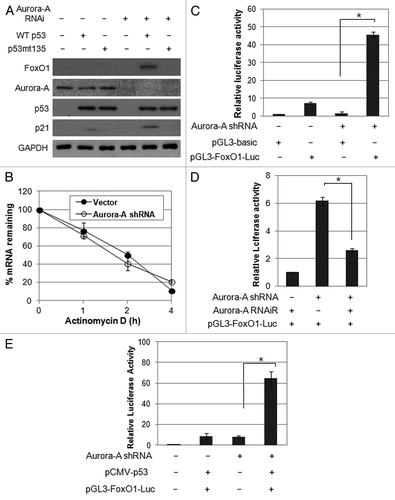 Figure 5. Aurora A regulates FoxO1 expression at the transcriptional level in a p53-dependent manner. (A) Hep3B cells were co-transfected with a combination of indicated plasmids, incubated for 48 h, and western blot analysis was performed. (B) FoxO1 mRNA half-life was determined by actinomycin D treatment. Vector control and Aurora A shRNA cells were treated with actinomycin D (10 μg/ml) for the indicated time points. FoxO1 mRNA levels were measured by real-time qRT-PCR. (C) For luciferase reporter assay, vector control and Aurora A-knockdown cells were transfected with luciferase reporter plasmid containing FoxO1 promoter. pGL3 vector was used as a negative control. Data shown are mean ± SD of three independent experiments. *p < 0.01. (D) HepG2 cells were transfected with a combination of the Aurora A shRNA and RNAi-resistant Aurora A variant in the presence of luciferase reporter plasmid containing FoxO1 promoter. pGL3 vector was used as a negative control. Data shown are mean ± SD of three independent experiments. *p < 0.05. (E) Hep3B cells were co-transfected with a combination of the indicated plasmids in the presence of luciferase reporter plasmid containing FoxO1 promoter. pGL3 vector was used as a negative control. Data shown are mean ± SD of three independent experiments. *p < 0.05.