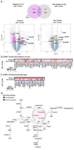 Figure 2. Right-sided colorectal cancer patients colonized by CoPEC with relapse reveal enrichment of genes associated with lipid metabolism and DNA double-strand break. (a) Volcano plots and venn diagram of differentially expressed genes in response to pks+ versus – pks− tumors from relapse (n = 17) and non-relapse groups (n = 30). Dashed lines indicated the following significance threshold: 1.0 > log2 fold change < -1.0 and p-value <0.05. (b) and (c) heatmap showing logFC of genes associated with cellular lipid metabolic process and double-strand break repair (FUMA-GO biological process) in response to pks+ versus -pks− tumors from relapse and non-relapse groups. (c) Schema showing genes involved in the biosynthesis of the lipid in both the Kennedy pathway (De novo synthesis) and lands cycle. Highlighted genes in response to pks+ versus -pks− tumors from the relapse group. Red: up-regulated and blue: down-regulated.