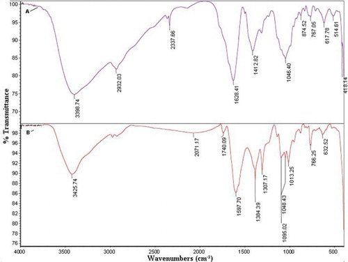 Figure 6. (A) FT–IR spectra of P. harmala extract, (B) Silver nanoparticle synthesized using P. harmala extract.