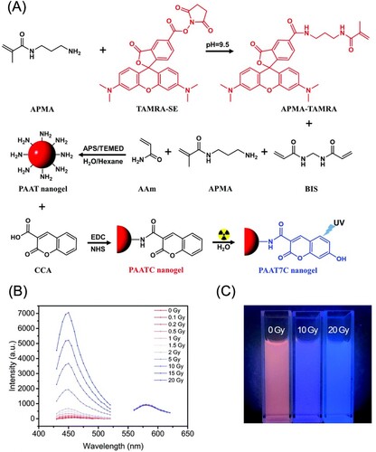 Figure 8. (A) Synthetic route for polyacrylamide-based nanogels and their working principle for measurement of ionizing radiation doses (B) Fluorescence emission spectra (λex1 = 400 nm, λex2 = 530 nm) (C) photographs of the X-ray-irradiated nanogels sensor under UV excitation (λex = 365 nm) with their dose range 0–20 Gy. APMA: N-(3-aminopropyl)methacrylamide; TAMRA: 5(6)-carboxytetramethylrhodamine; PAAT: poly(AAm-co-APMA-co-TAMRA); AAm: Acrylamide; BIS: N,N′-methylene – bisacrylamide; PAATC: poly-(AAm-co-APMA-co-TAMRA)/CCA. Reprinted from Ref. [Citation111] with permission from Royal Society of Chemistry.