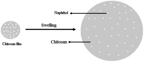 Figure 10. The swelling behaviour of CTS film.