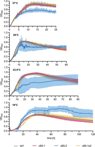 Figure 5. Manifestation of the Δ6S-2 RNA biofilm phenotype at different growth temperatures. Growth of the NCIB 3610 strain and its 6S RNA deletion derivatives was measured in a plate reader in LB medium at the indicated temperatures (37°C/28°C/22.5°C/18°C). Precultures were cultivated at 37°C before inoculating the main cultures to avoid pre-adaptation to lower temperatures. Standard deviations are calculated from at least two biological replicates and three technical replicates each