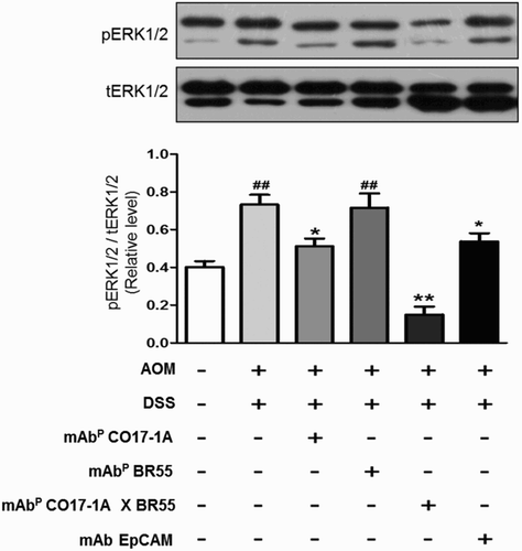 Figure 6. Multiple mAbP CO17-1A × BR55 inhibit the apoptosis and the ERK1/2phosphorylation in AOM/DSS-induced colorectal tumor. Apoptotic cell death was determined by Western blot. (a) An equal amount of total protein (30 μg/lane) was subjected to 12% SDS-PAGE. Expression of cleaved Caspase-3, Bcl-2, Bax and β-actin were detected by Western blot using specific antibodies. Here, β-actin protein was used as an internal control. (b) Expression of total ERK1/2 and phosphorylated ERK1/2 was detected by Western blot in AOM/DSS-induced colorectal tumors. **P < .01 and *P < .05 indicate a statistically significant difference from the negative control group. ##P < .01 indicates a statistically significant difference from the normal group.
