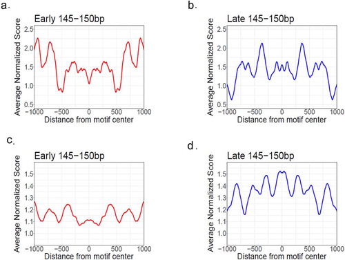 Figure 6. Nucleosome occupancy profiles around p53 BS associated with early (red) and late (blue) genes. Nucleosome occupancy was calculated from paired-end MNase-seq data from Wang et al. (A-B, ref. 54) and Bacon et al. (C-D, ref. 55). Only the nucleosomal DNA fragments with the lengths between 145 and 150 bp were used for analysis. The nucleosome occupancy values were normalized with respect to the average value of the genome and smoothed with a 60-bp window. The averaged nucleosome occupancy values were symmetrized with respect to the centers of p53 BS