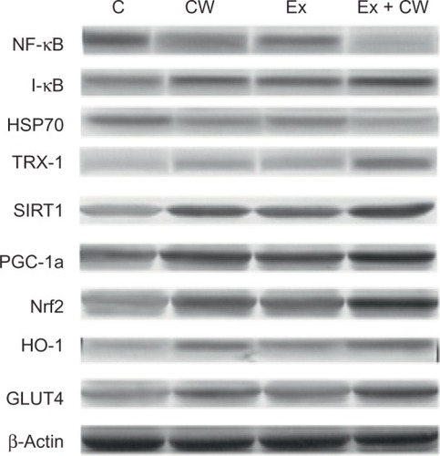 Figure 1 Effect of different treatments on protein expression levels (Western blot strips) of muscle tissues.Notes: The intensity of the bands was quantified by densitometric analysis. Data are expressed as the ratio of control (sedentary untreated rats) value (set to 100%). The bar represents standard deviation of mean. Blots were repeated at least three times (n=3) and a representative blot is shown. Protein loading was controlled using β-actin.Abbreviations: GLUT4; glucose transporter 4; HO-1, hemeoxygenase-1; HSP70, heat shock protein 70; I-κB, inhibitors of kappa B; NF-kB; nuclear factor kappa-light-chain-enhancer of activated B cells; Nrf2, nuclear factor (erythroid-derived 2)-like 2; PGC-1α, peroxisome proliferator-activated receptor gamma coactivator 1-alpha; SIRT1, sirtuin 1; TRX-1; thioredoxin-1; C, control; CW, curcumin, Ex, exercise.