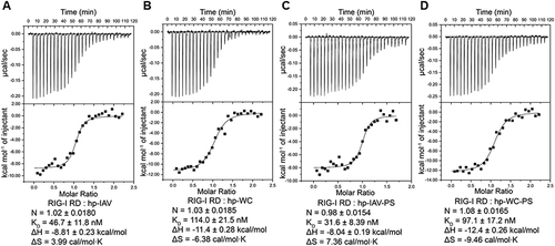 Figure 5. Binding of RIG-I RD to short hairpin RNAs. ITC results of RIG-I RD titration with hp-IAV (A), hp-WC (B), hp-IAV-PS (C), hp-WC-PS (D). Representative thermodynamic parameters (N, KD, ΔH, ΔS) are indicated as mean ± standard deviation.