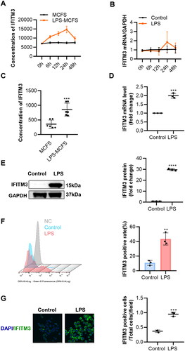 Figure 2. Increased IFITM3 release from LPS-induced macrophages (A–B) total concentration in supernatants and mRNA expression of IFITM3 were examined respectively at different time points after intervention with or without LPS. n = 3. (C) The total concentrations of IFITM3 in MCFS and LPS-MCFS were measured at 24 h after intervention with or without LPS. ELISA n = 6. (D–E) mRNA and protein levels of IFITM3 were detected in macrophages, with or without LPS. n = 3. (F) Flow cytometry was used to analyze the rate of IFITM3-positive cells in macrophages with or without LPS. n = 3. (G) Representative immunofluorescence staining images of IFIMT3 in macrophages, with or without LPS. Scale bar, 20 μm. Data are presented as mean ± SD, two-tailed t-test (C, D, E, F, and G), **p < 0.01; ***p < 0.001; ****p < 0.0001.