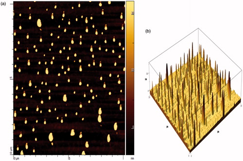 Figure 2. Atomic force photomicrograph of FDCNs. (a) Single dimension image; (b) 3-D image of FDCNs.