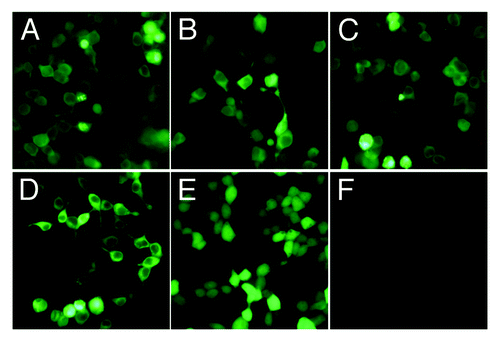 Figure 1. Fluorescence microscopy images of cells. HEK293T cells were transfected with pROP16 (A), pGRA7 (B), pROP16-GRA7 (C), pB7-2 (D), or empty plasmid pEGFP (E). None transfected HEK293T cells (F).