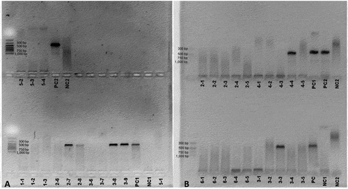 Figure 7. PCR results obtained with the diagnostic primer pair EC3/EC100 (~550 bp), specific for Coccidioides. A. Results for samples collected in October 2021. B. Results for samples collected in November 2021. (Nc = negative control, PC = positive control, PCR marker: G316A, Promega, WI).