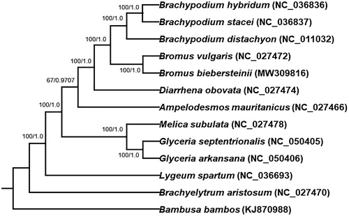 Figure 1. Phylogenetic tree reconstructed using maximum likelihood (ML) method based on the common protein-coding genes of 13 species of the Gramineae, with Bambusa bambos as the outgroup by using raxmlGUI1.5b. Numbers on the internodes refer to ML bootstrap support values/MrBayes posterior probability.