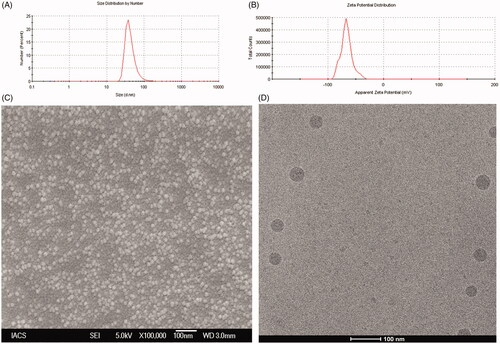 Figure 2. (A) Particle size distribution (B) Zeta potential value (C) Field emission scanning electron microscopic image at a magnifications of (70 000×) and (D) Cryo-TEM image of the experimental formulation (L-DTX).