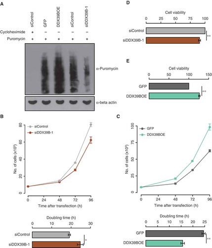 Figure 3. DDX39B positively regulates translation and cell proliferation.(A) Perturbation of DDX39B levels affects the translation. HEK293 cells were transfected with control siRNA or siDDX39B-1 or pEGFP-C1 vector or pEGFP-DDX39B construct and treated with puromycin. Nascent polypeptides in these samples were analysed by immunoblotting using puromycin antibody or beta actin antibody. The first lane represents cell lysate prepared from the cells, which were pre-treated with cycloheximide. These experiments were done in replicates and representative image is provided here. (B and C) DDX39B regulates cell proliferation. HeLa cells were transfected with control siRNA or siDDX39B-1 or pEGFP-C1 vector or pEGFP-DDX39B construct. After 48, 72 and 96 hours of transfection, the cells were stained with tryphan blue and the viable cells were counted (Upper panel). From these cell numbers, the doubling times were calculated (Lower panel). The values in the graph represent the mean of triplicates and the error bars represent standard deviations. Statistical significance was assessed by two tailed t-Test: paired two samples for means. * represents P-value <0.05 and ** P-value <0.01. (D and E) MTT assay was performed in HeLa cells after 72 hours transfection with control siRNA or siDDX39B-1 or pEGFP-C1 vector or pEGFP-DDX39B construct. Data are represented as mean of three independent experiments, with the error bars representing standard deviations. Statistical significance was assessed by two tailed t-Test: paired two samples for means. ** represents P-value <0.01.