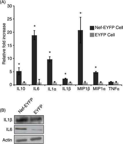 Fig. 4 Nef induces the expression of proinflammatory cytokines in U937 cells. (A) RNA isolated from U937/Nef-EYFP and U937/EYFP cells were tested for the expression of selected cytokine genes by qRT-PCR; relative fold-changes were calculated from raw Ct values using the Data Assist Software (ABI). Error bars represent standard errors from 3 experiments, each with triplicate measurements; *p<0.05. (B) Western blots of lysates from U937/Nef-EYFP and U937/EYFP cells for IL1β and IL6 levels. Actin was used as a loading control.