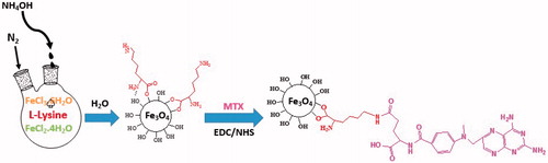 Figure 1. Schematic illustration of the preparation of F-Lys-MTX NPs.