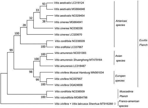 Figure 1. A maximum likelihood (ML) phylogenetic tree was constructed by using 17 Vitis species. The bootstrap values were based on 500 repetitions, and were shown next to the branches. ◇ indicates Vitis variety in this study.