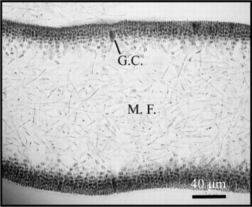 Figure 3  Schizymenia dubyi cross-sections of filamentous medulla showing glandular cells on the cortex (G.C.), periclinals and anticlinal medular filaments (M.F.).
