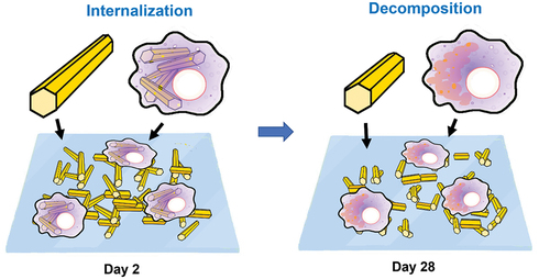 Figure 9. Macrophage-Like cells internalize FNWs within 2 days. Within 28 days, average fullerene nanowhisker length became shorter, and granular crystallizations appeared in cell membranes, indicating decomposition by macrophages. Cell interactions with fullerene nanowhiskers induced internalization and decomposition.