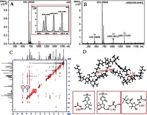 Figure 4 (A) FT-MS spectrum gives RGDV-gemcitabine an ion peak of monomer and an ion peak of trimer; (B) qCID spectrum of the trimer gives an ion peak of monomer and an ion peak of dimer; (C) NOESY 2D 1H NMR spectrum gives two cross-peaks that defines the approach manner of RGDV-gemcitabine forming trimer; (D) to fit the NOESY 2D 1H NMR spectrum, the trimer of RGDV-gemcitabine should possess butterfly-like conformation.Abbreviations: RGDV-gemcitabine, 4-(Arg-Gly-Asp-Val-amino)-1-[3,3-difluoro-4-hydroxy-5-(hydroxylmethyl)oxo-lan-2-yl]pyrimidin-2-one.